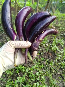 茄子视频国产精品,探索视觉盛宴的茄子世界