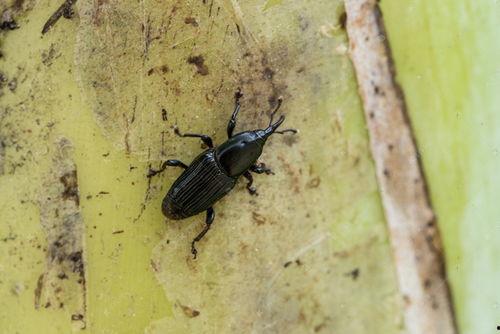 国产芒果大虫子视频,揭秘神秘生物之谜